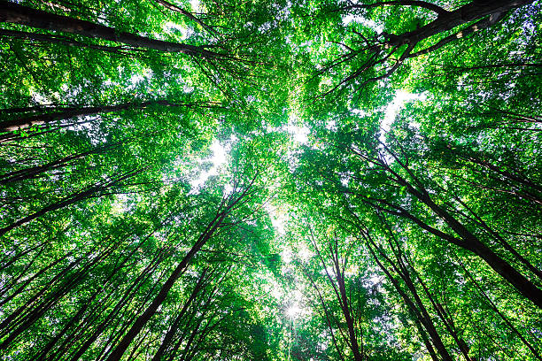 istock beautiful green forest 510227172