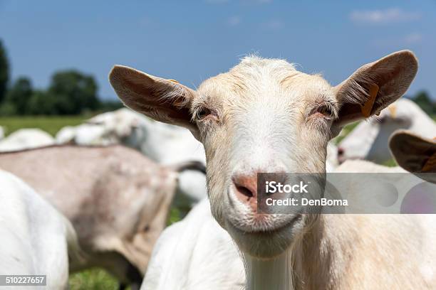 Goats Stock Photo - Download Image Now - Agriculture, Animal, Animal Body Part