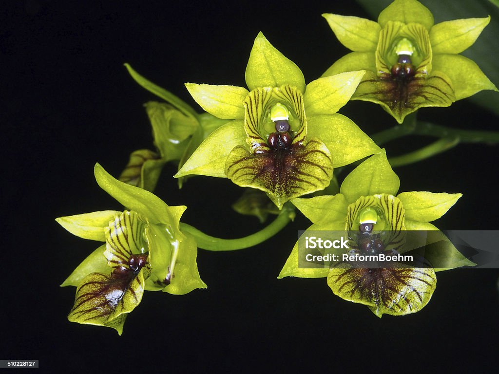 Verde Dendrobium Orchid Foto de stock y más banco de imágenes de Amarillo -  Color - Amarillo - Color, Color negro, Dendrobium - iStock