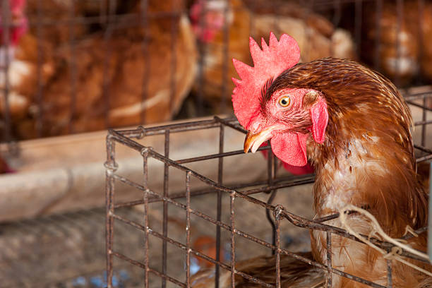 istock Chickens in the local farm 510228592