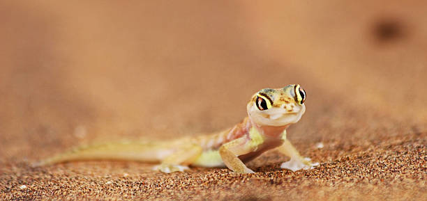 istock licking web-footed Gecko, Palmatogecko (Pachydactylus rangei) 510228817