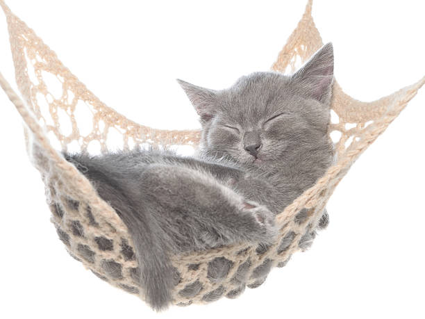 istock Cute gray kitten sleeping in hammock 510228828