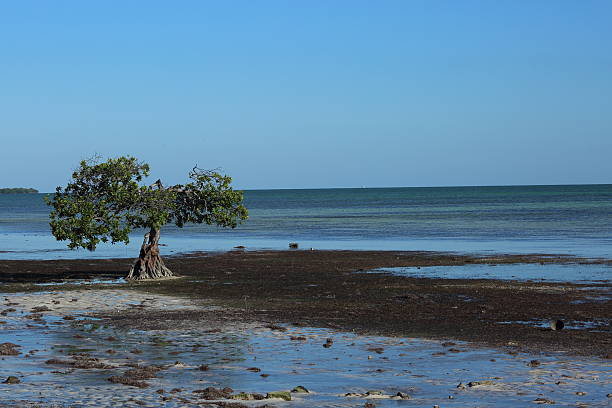 istock Red Mangrove on shoreline 510228900