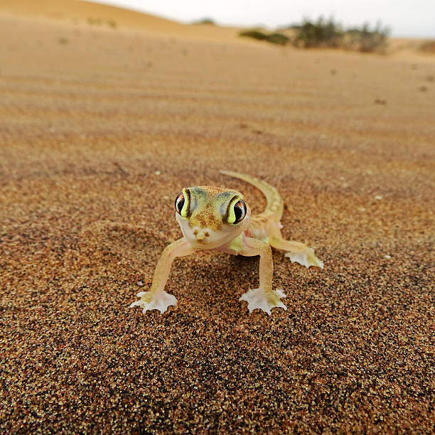 istock Web-footed Gecko, Palmatogecko (Pachydactylus rangei) 510228927