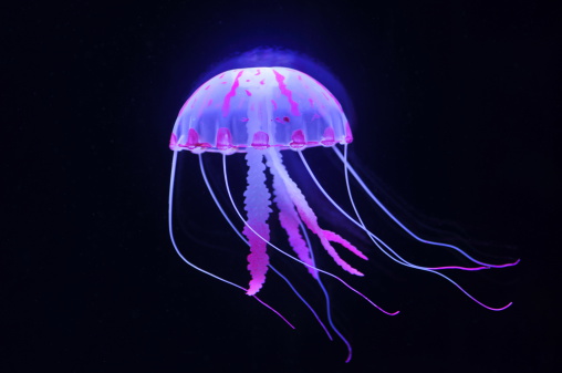 Beautiful jellyfish, close-up pictures