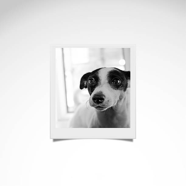 istock Jack Russell Photo 510229229