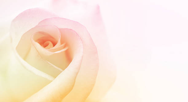 istock colorful rose in soft color for background 510230678