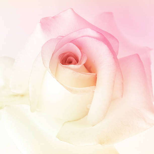 istock colorful rose in soft color for background 510230702