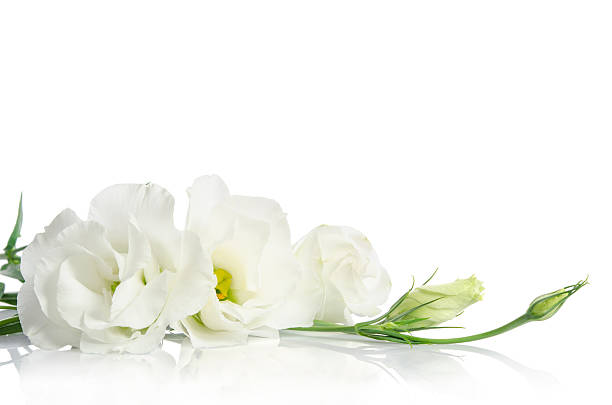 istock Beautiful white eustoma flowers isolated on white background 510231004