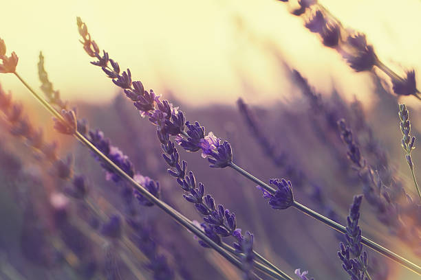 istock Lavender field at summer sunset 510231214
