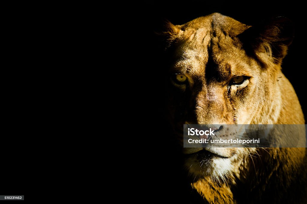 lioness lioness from the dark Lion - Feline Stock Photo