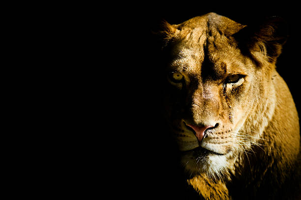 lioness stock photo