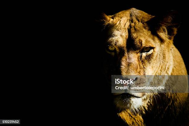 Lioness Stock Photo - Download Image Now - Lion - Feline, Lioness - Feline, Animals Hunting