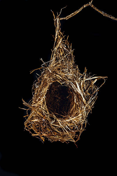istock Empty bird nest on black background 510234006