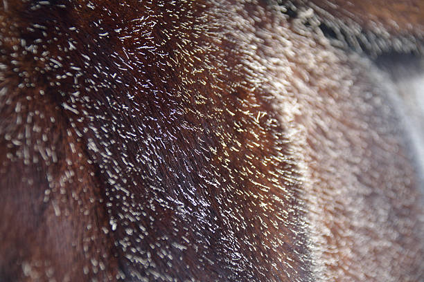 istock frost on the fur 510234892