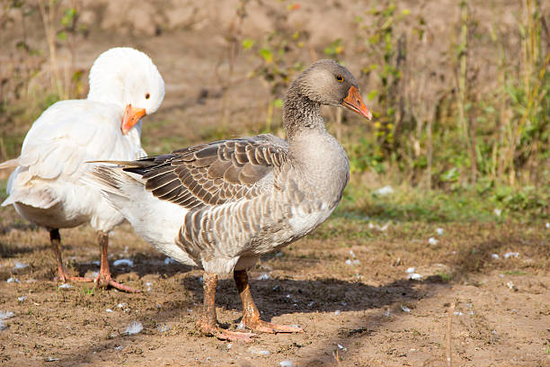 istock Gray and white duck 510235506