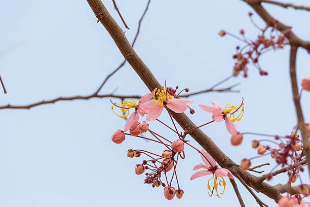 istock Cassia bakeriana 510237310