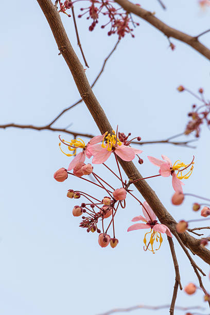 istock Cassia bakeriana 510237758