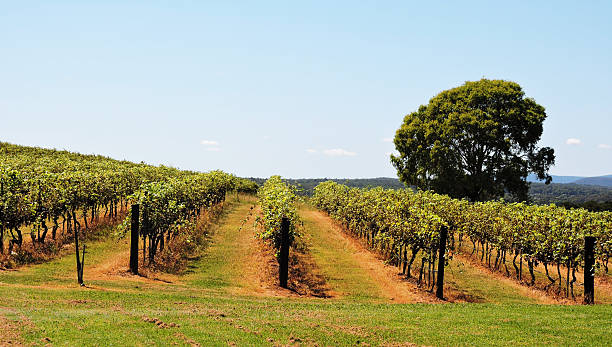 Vineyards and grape vines stock photo