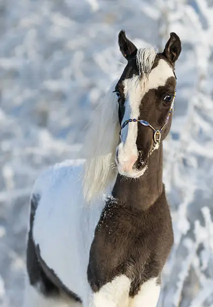 American miniature horse - pinto stallion