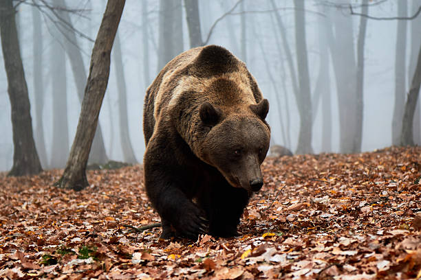Brown bear stock photo