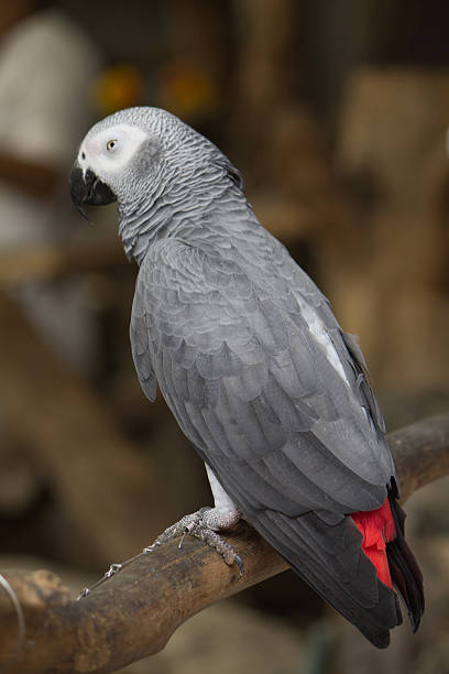 istock African Grey is sleep 510240563