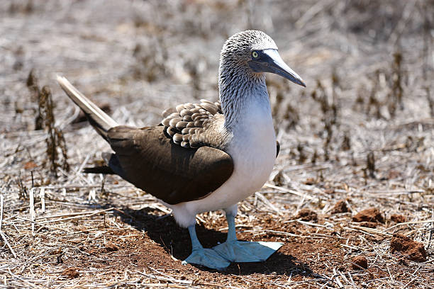istock Blue-Footed Booby, Galapagos - mating dance 510240627