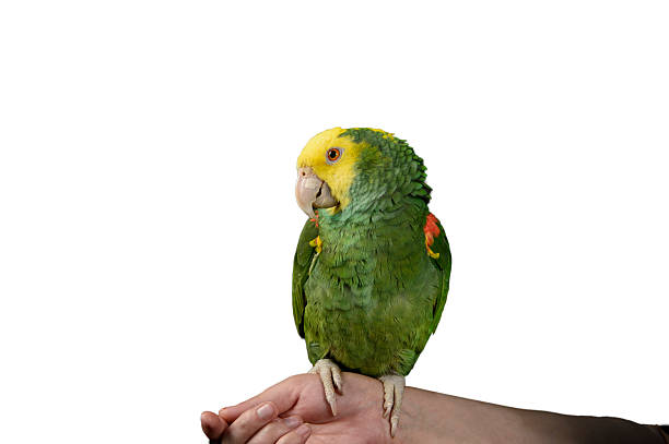 istock Green and Yellow Parrot on White Background 510240698