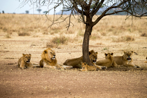 Family of Lions in the Serengeti Nationalpark Tanzania is resting under a tree.