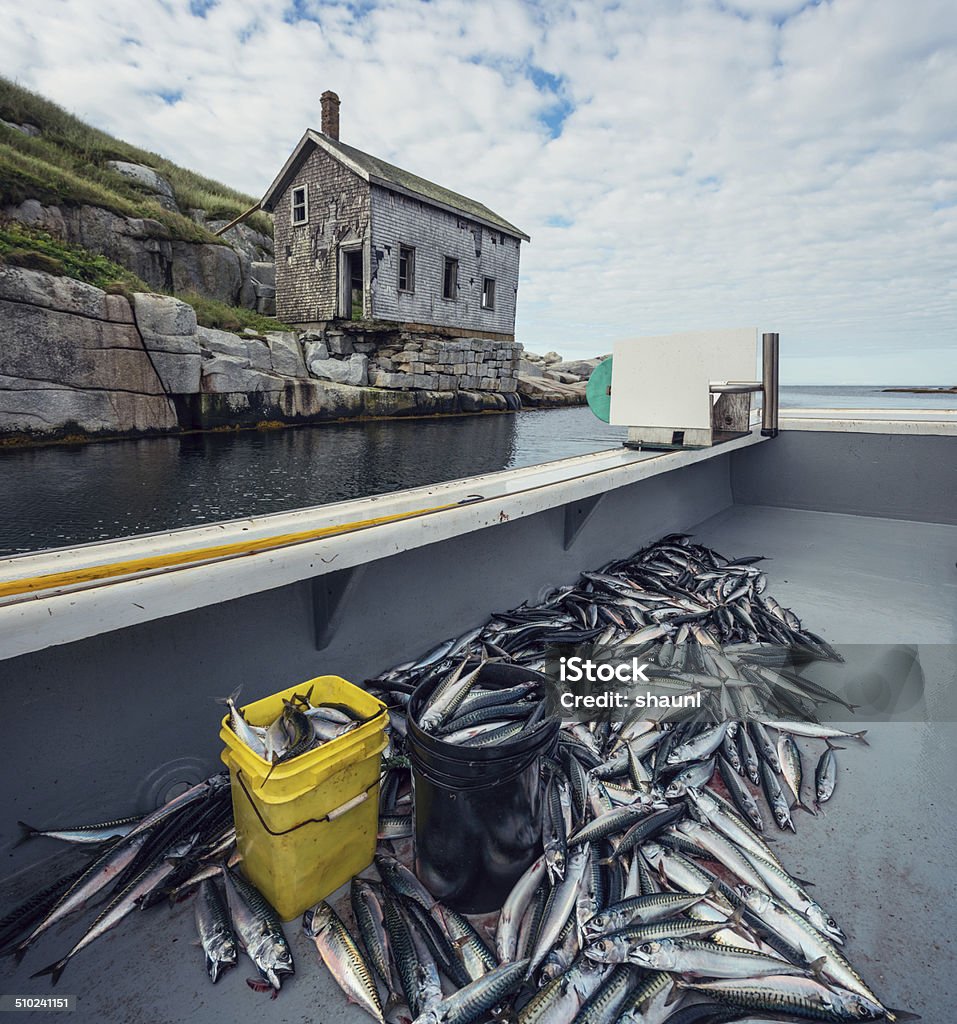 Sambro Island Mackerel A fishing boat with a large catch of Mackerel is moored near the Sambro Island Gas House which housed the fuel oil for Sambro Island Lighthouse. Mackerel Stock Photo