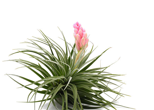 Tillandsia air plant with scientific name Tillandsia, on a isolated white background. This has clipping path. air plant stock pictures, royalty-free photos & images