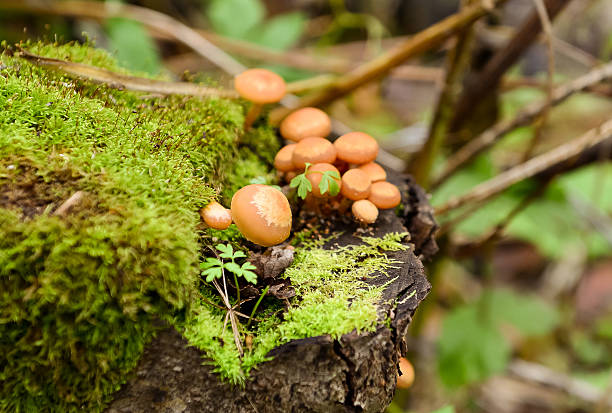 istock Mushrooms and moss 510241504