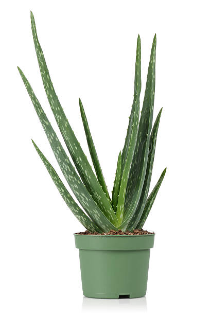 istock Aloe Vera Plant 510241538