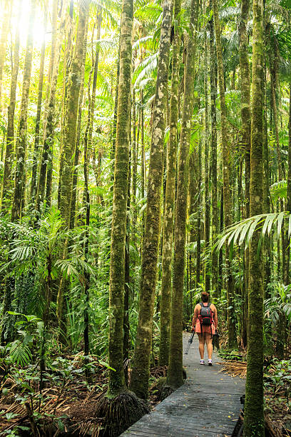 istock The Woods Of Light 510241696