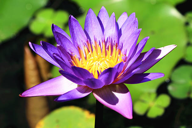istock Water Lily flower 510241769