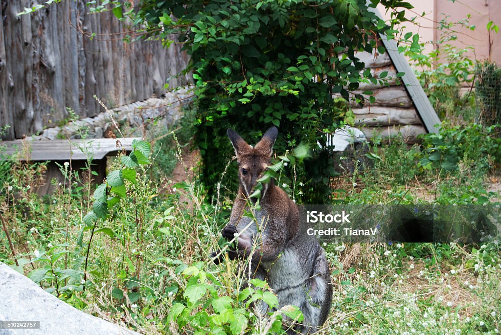 Macropus Macropus- cute animal eating grass Animal Stock Photo