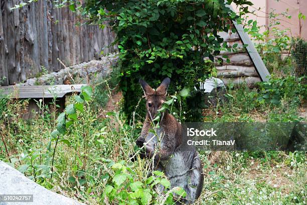 Macropus Stock Photo - Download Image Now - Animal, Australia, Formal Garden