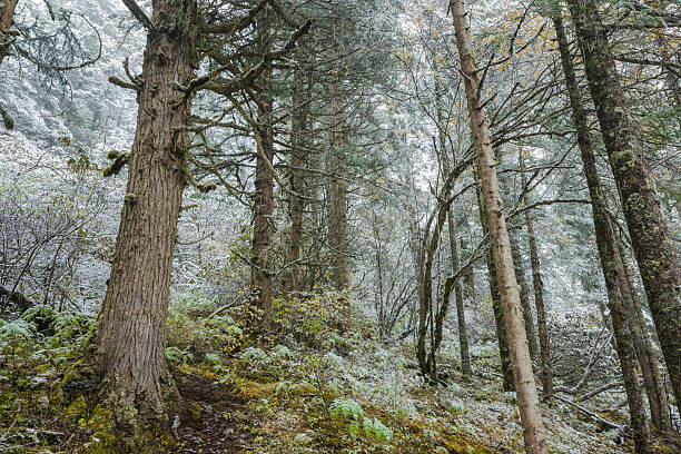 Amazing wild snowy forest of Huanglong Amazing wild snowy forest of Huanglong, Unesco World Heritage Site in Sichuan province of China impassable limit stock pictures, royalty-free photos & images