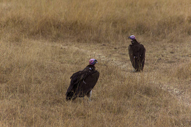 Aves de alerta - fotografia de stock