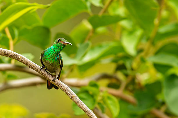 istock Rufous Tailed Hummingbird 510244049