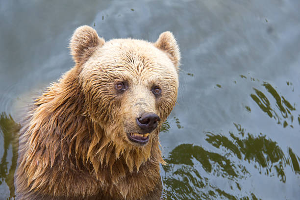 istock Black bear in the farm 510244387