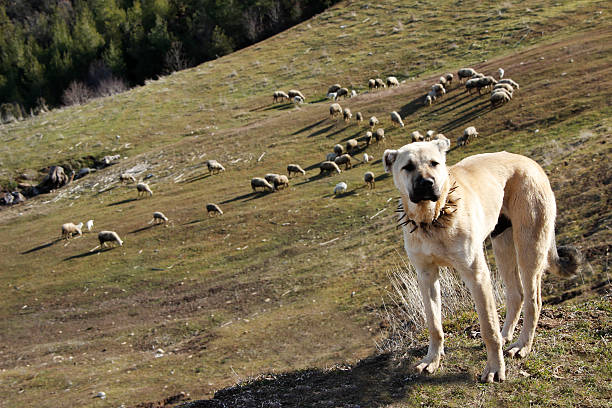 sheepdog turkey sivas kangal dog sheepdog kangal dog stock pictures, royalty-free photos & images