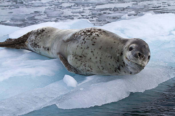istock large female leopard seal lying on ice floe 510244785