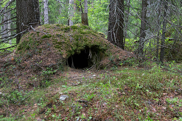 Bear's den An abandoned den of a bear deep in the woods hibernation stock pictures, royalty-free photos & images