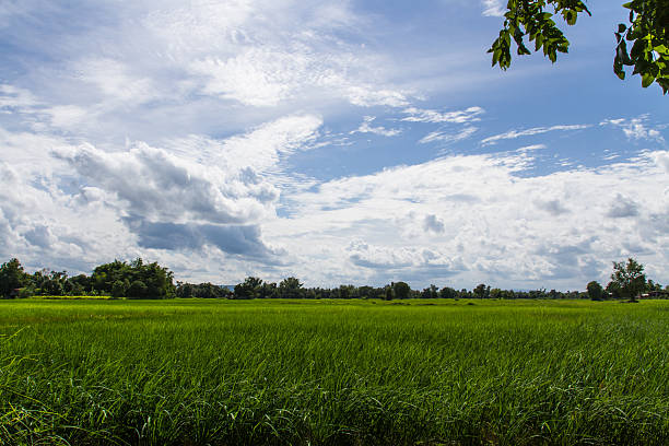 istock Rice farm , with bright sky 510245539