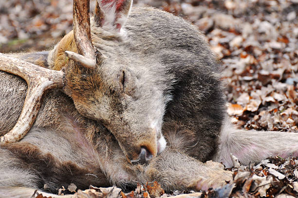 gamo - schlafend imagens e fotografias de stock