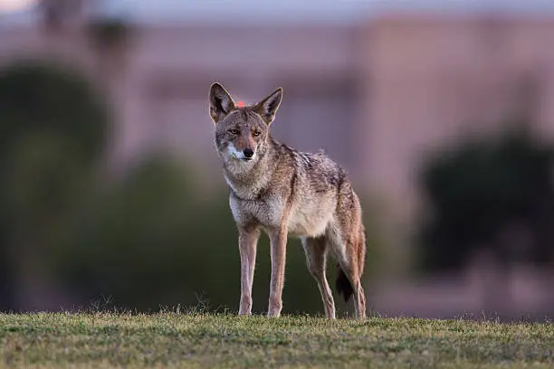 Photo of Detailed single coyote on urban hazed background