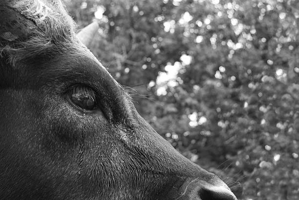 istock tears cow 510246381