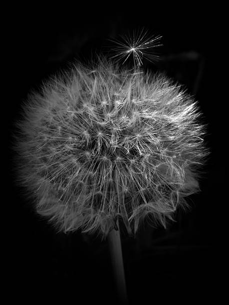 istock Light falling on a Dandelion flower head 510246911