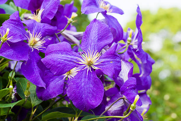 istock Purple clematis 510247197